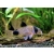 Kirysek panda - Corydoras panda