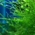 Krewetka Blue Velvet - Blue Dream - Neocaridina davidi