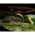 Zbrojnik L177 - Baryancistrus xanthellus Golden Nugget