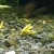 Krewetka Yellow Neon - Neocaridina heteropoda var Yellow