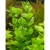 Bacopa monnieri z uprawy podwodnej
