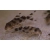 Giętkoząb ozdobny - Synodontis Decorus