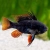 Pielegniczka Ramireza czarna - Mikrogeophagus ramirezi super black