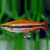 Drobnoustek Beckforda - Nannostomus beckfordi RED