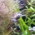 Rak/Raczek Diminutus - Cambarellus diminutus