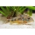 Kirysek pstry - Corydoras paleatus