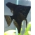 Skalar Czarny - Pterophyllum scalare var. Black