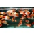 Mieczyk Koi-Xiphophorus helleri Koi
