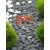 Krewetka Sakura Red - Neocaridina Davidi var. Sakura Red