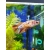 Bojownik samica - różne odmiany - Betta splendens