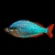 Tęczanka neonowa - Melanotaenia Praecox