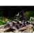 Giętkoząb ozdobny - Synodontis Decorus