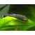 otosek przyujściowy - otocinclus affinis