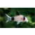 Kirysek panda - Corydoras panda