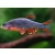 Razbora Galaxy - Niebiański Danio Perłowy - Danio margaritatus - Celestichthys margaritatus