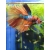 Bojownik samiec różne odmiany - Betta splendens
