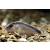 Kirysek strumieniowy - Corydoras arcuatus
