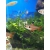 Fantom czerwony (Barwieniec czerwony) - Hyphessobrycon Sweglesi
