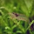 Krewetka Amano - Caridina multidentata