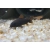 Kirysek czarny - Corydoras aeneus Black