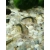 Kirysek strumieniowy - Corydoras arcuatus