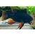 Pielegniczka Ramireza czarna - Mikrogeophagus ramirezi super black