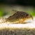 Kirysek sterby - Corydoras sterbai