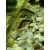 Kirysek strumieniowy - Corydoras arcuatus