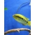 Pielęgnica miodowa - Archocentrus multispinosus