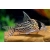 Kirysek Scwartzi - Corydoras Schwartzi
