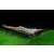 Krewetka Pinokio - Red Nose - Caridina gracilirostris