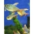 Bystrzyk kolumbijski - Hyphessobrycon columbianus
