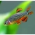 Razbora Galaxy - Niebiański Danio Perłowy - Danio margaritatus - Celestichthys margaritatus