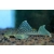 Zbrojnik L-128 Hemiancistrus blue Phantom