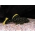 Zbrojnik L177 - Baryancistrus xanthellus Golden Nugget