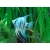 Skalar niebieski - philippine blue - Pterophyllum scalare