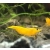Krewetka Yellow Neon - Neocaridina heteropoda var Yellow