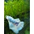 Bojownik samiec różne odmiany - Betta splendens