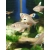 Bystrzyk ornatus białopłetwy - Hyphessobrycon bentosi var. White Fin