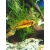 Pielęgniczka Viejita – Apistogramma viejita