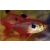 Bystrzyk barwny - Minor - Hyphessobrycon eques
