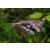 Pstrążenica marmurkowa-Carnegiella strigata