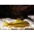 Kirysek Gold Laser CW 010 - Corydoras Peru Gold stripe