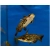 Sumik Fishera - Trachelyopterus fisheri