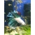 Bojownik samiec różne odmiany - Betta splendens