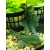 Zbrojnik L-128 Hemiancistrus blue Phantom