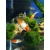 Mieczyk Koi-Xiphophorus helleri Koi