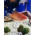 Gurami czerwone - Trichogaster trichopterus Red