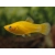 Molinezja złota Gold - Poecilia sphenops Gold