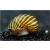 Ślimak Neritina Sp. Zebra - Neritina natalensis